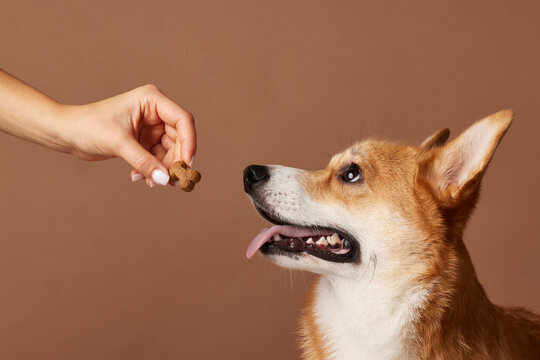 Corgi dog waiting for treat with tongue out, focused gaze, brown background studio close-up.