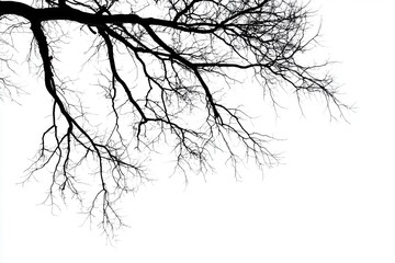 Silhouetted tree branches against a stark white background, evoking a sense of solitude