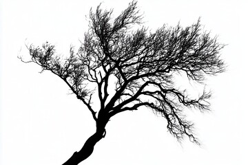 Obraz premium Silhouetted tree branches against a stark white background, showcasing nature's resilience