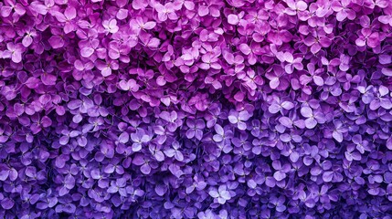 Beautiful Gradient Background of Purple and Pink Petals Creating an Elegant Floral Design for Various Creative Projects