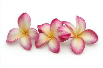 Fototapeta premium Three vibrant pink and white plumeria flowers arranged elegantly on a clean background