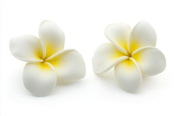 Two delicate white plumeria flowers with yellow centers, set against a clean white background