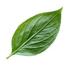 Obraz premium Green leaf closeup vibrant nature