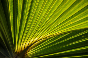 Close-up of a Radiant Tropical Palm Leaf with Sunlit Green Lines and Natural Texture
