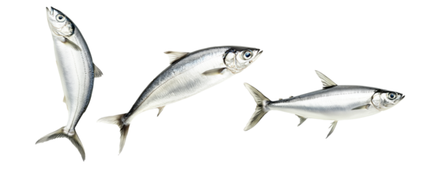 Set of sardine fish with detailed scales and fins isolated on white transparent background, symbolizing canned seafood