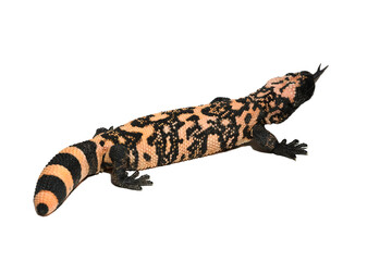 Closeup head Heloderma suspectum isolated on a black background, Gila Monster isolated on black background