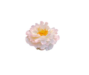 white and pink flower