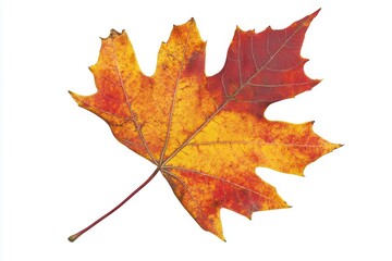 Vibrant autumn leaf showcasing rich yellow and red hues against a clean white background