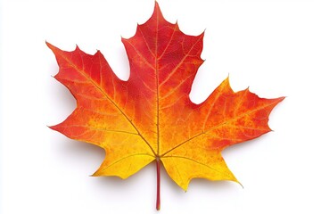 Obraz premium Vibrant autumn maple leaf showcasing bright red and yellow colors against a white background