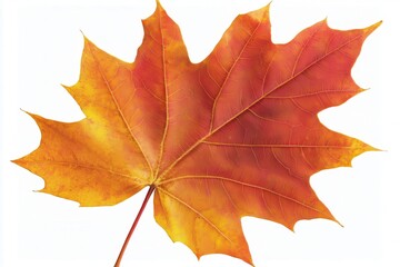 Obraz premium Vibrant autumn maple leaf showcasing rich orange and yellow hues against a white background (1)