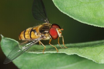 Schwebfliegen, Grosse Schwebfliege, Syrphus ribesii