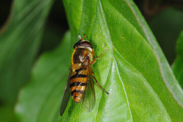 Schwebfliegen, Grosse Schwebfliege, Syrphus ribesii