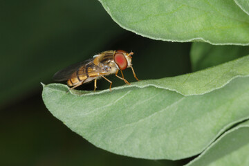Schwebfliegen, Grosse Schwebfliege, Syrphus ribesii