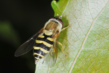 Schwebfliegen, Grosse Schwebfliege, Syrphus ribesii