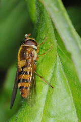 Schwebfliegen, Grosse Schwebfliege, Syrphus ribesii