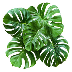 Monstera leaf cluster closeup tropical plant
