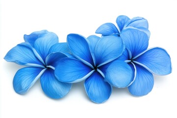 Vibrant blue plumeria flowers arranged artistically on a white background, showcasing nature's beauty