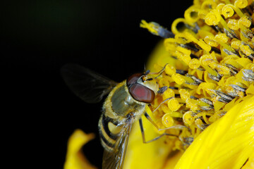 Schwebfliegen, Grosse Schwebfliege, Syrphus ribesii