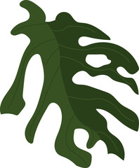 Monstera deliciosa leaf vector 