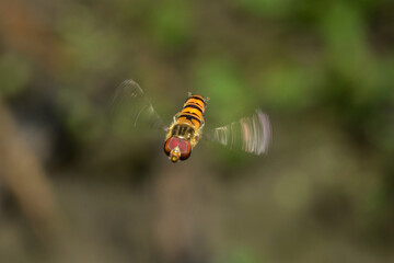 Schwebfliegen, Gemeine Winterschwebfliege, Episyrphus balteatus