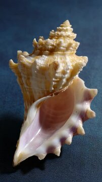 Beautiful shell displayed on a blue background showcasing natural patterns and textures