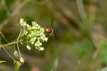 Schwebfliegen, Gemeine Winterschwebfliege, Episyrphus balteatus