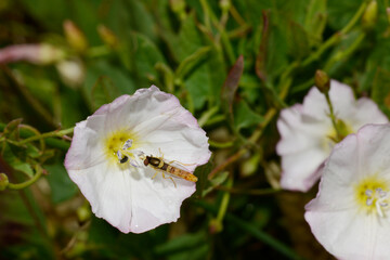 Schwebfliegen, Gemeine Stiftschwebfliege, Sphaerophoria scripta