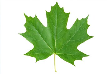 Vibrant green maple leaf isolated on white background showcasing intricate vein patterns