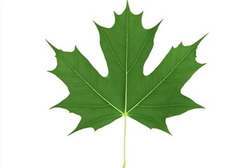 Vibrant green maple leaf showcasing intricate vein patterns against a clean white background (1)