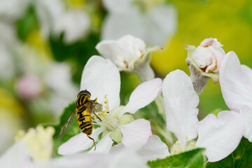 Große Sumpfschwebfliege, Helophilus trivittatus