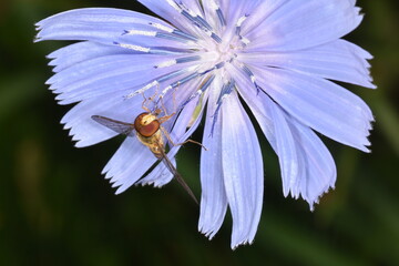Schwebfliegen, Gemeine Winterschwebfliege, Episyrphus balteatus