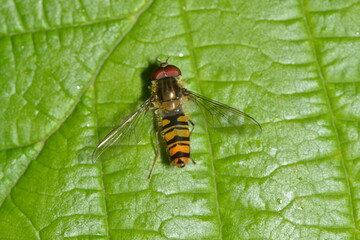 Schwebfliegen, Gemeine Winterschwebfliege, Episyrphus balteatus