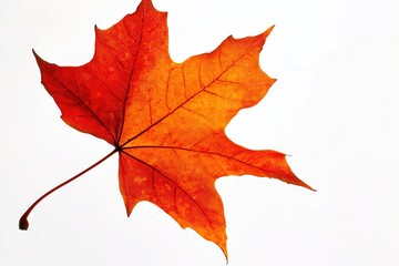 Obraz premium Vibrant orange maple leaf against a white background, showcasing autumn beauty and nature