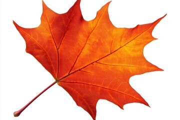 Obraz premium Vibrant orange maple leaf against a clean white background showcasing autumn's beauty