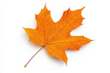 Vibrant orange maple leaf isolated on a clean white background, showcasing autumn beauty