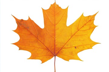 Vibrant orange maple leaf isolated on a white background, showcasing autumn's beauty