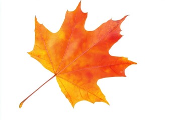 Vibrant orange maple leaf isolated on white background, showcasing autumn colors and details