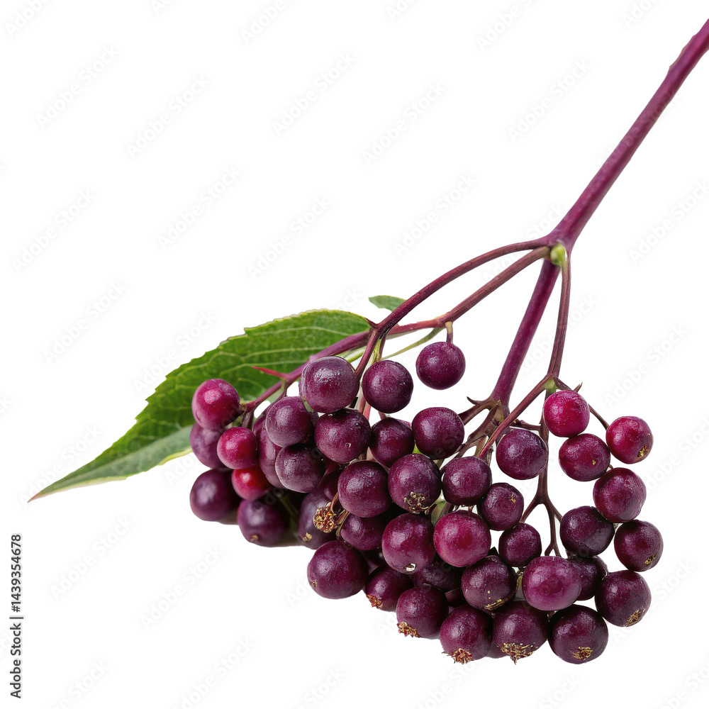 Aufkleber cluster of small, ripe elderberries with green leaf on thin stem, isolated on transparency backgroun
