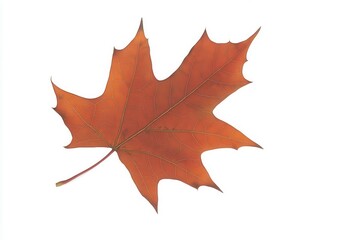 Vibrant orange maple leaf isolated on white background, showcasing autumn's beauty (3)
