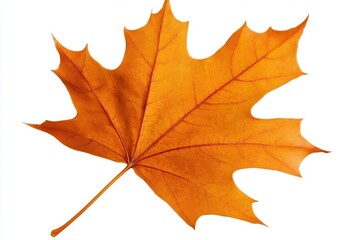 Vibrant orange maple leaf isolated on white background, showcasing autumn's beauty (2)