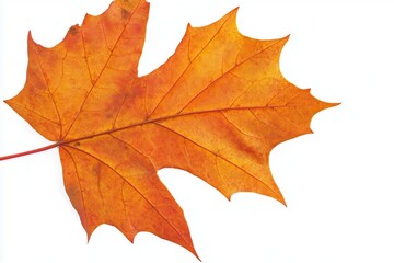 Obraz premium Vibrant orange maple leaf isolated on white background, showcasing autumn's beauty (1)