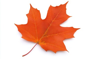 Obraz premium Vibrant orange maple leaf showcasing autumn colors against a clean white background