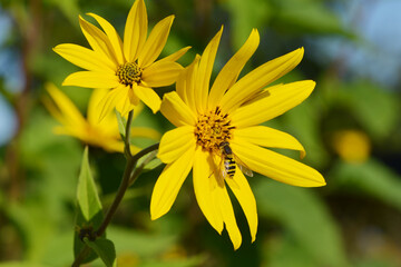 Schwebfliegen, Grosse Schwebfliege, Syrphus ribesii
