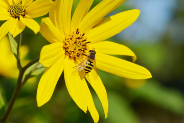 Schwebfliegen, Grosse Schwebfliege, Syrphus ribesii