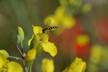 Schwebfliegen, Gemeine Stiftschwebfliege, Sphaerophoria scripta