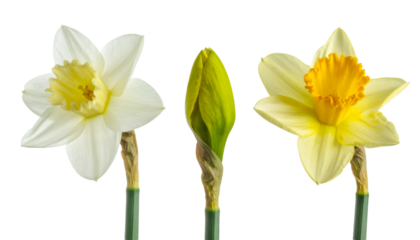 Three daffodil buds at different blooming stages showing growth cycle on transparent background