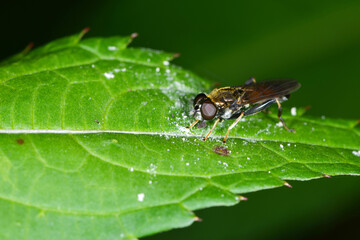 Schwebfliege,  Keulen-Grashalmschwebfliege,  Tropidia scita