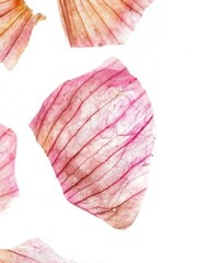 Delicate Pink Petal on White Background