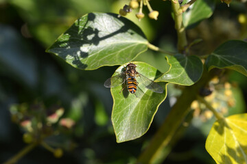 Hainschwebfliege,  Episyrphus balteatus