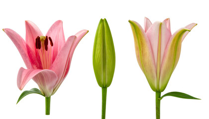 Fototapeta premium Pink lily buds at different blooming stages showing their development isolated on transparent background